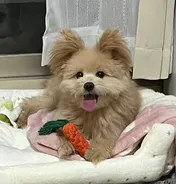 Mugi the dog