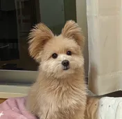 Mugi the dog